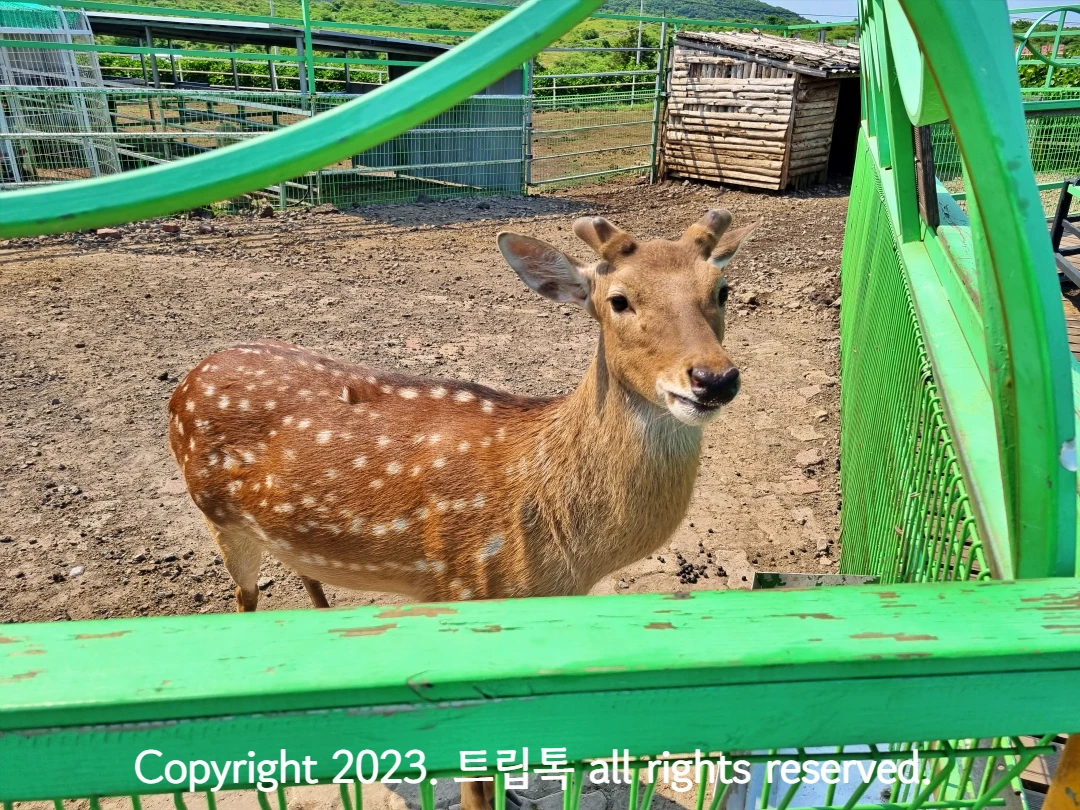 뿔잘린 사슴이있다