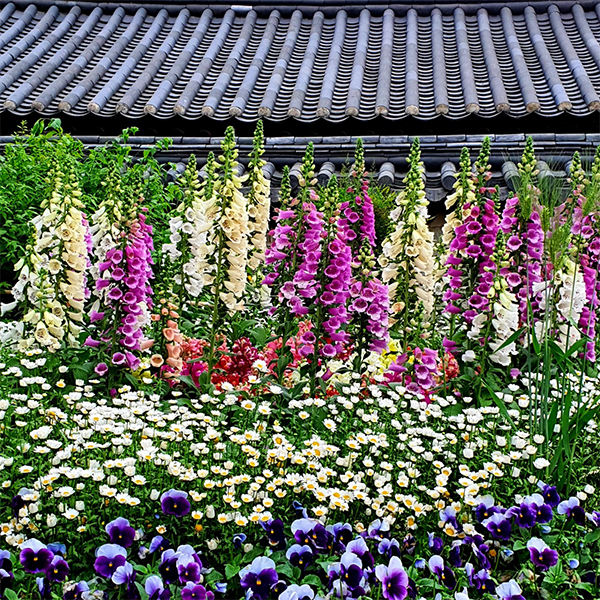 경기전_꽃