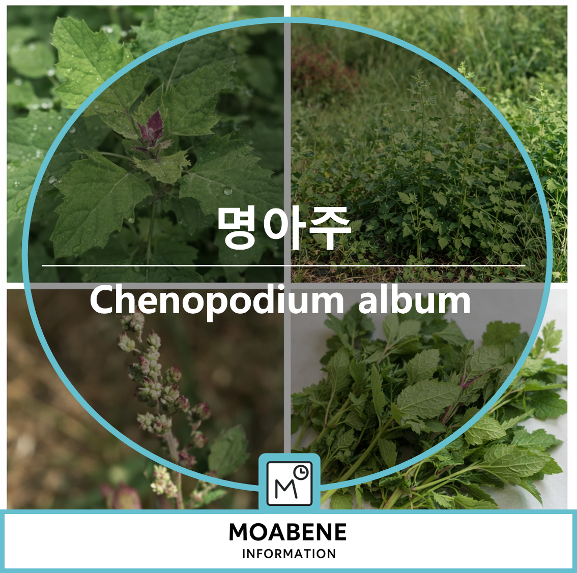 명아주(Chenopodium album) 알아보기: 봄&middot;초여름 들나물의 특징, 손질법, 맛있게 먹는 법
