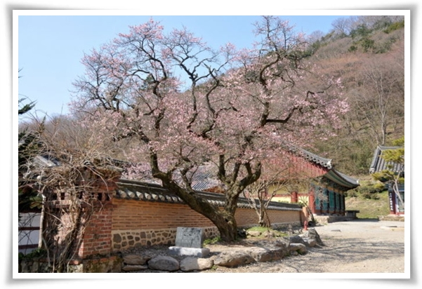 "매화" 겨울을 깨우는 은은한 향기의 비밀을 간직한 백매화 홍매화 청매화!