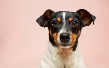 강아지 무료분양 사이트 책임비