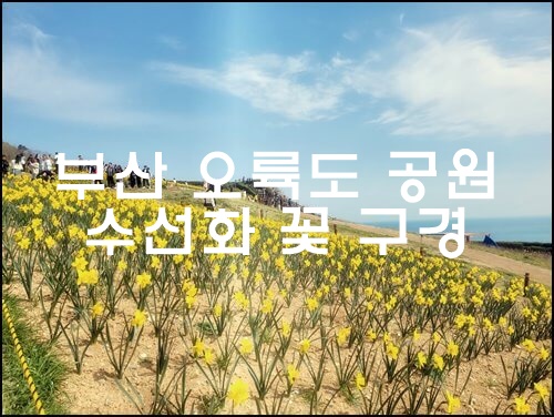 부산 오륙도 공원
수선화 꽃 구경