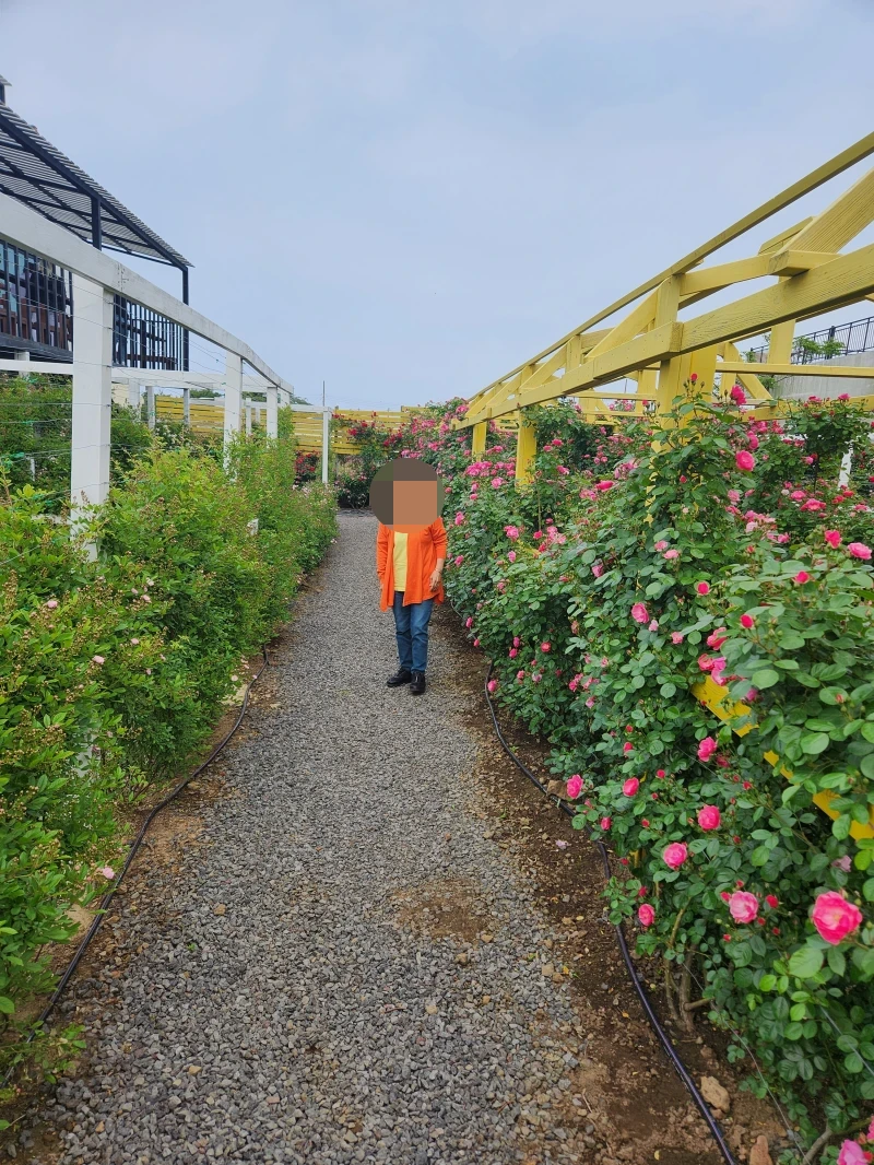 북촌에가면-장미-배경
