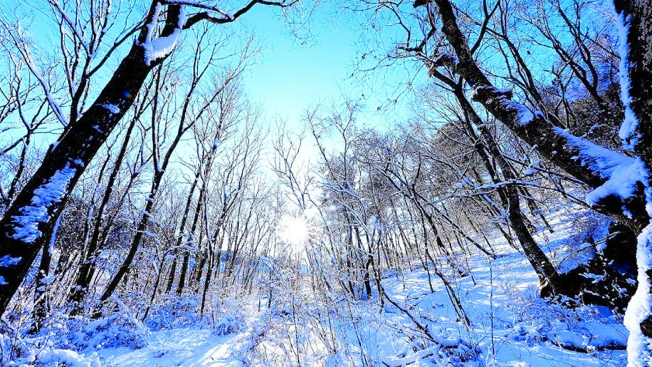 입장료 0원! 겨울 설경 끝판왕 원대리 자작나무숲