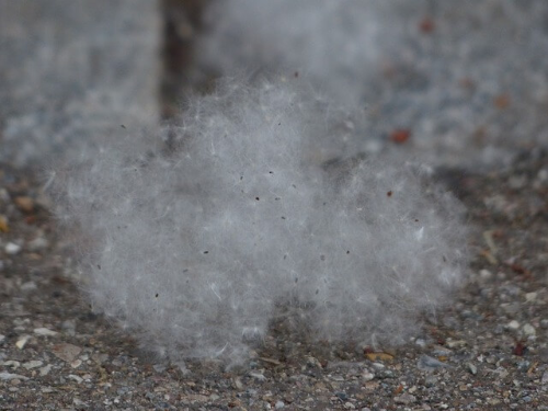 대구 도심 겨울철 스모그성 비염 지역적 희귀 알레르기