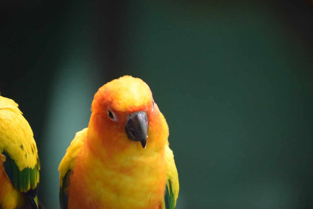 Ptosis