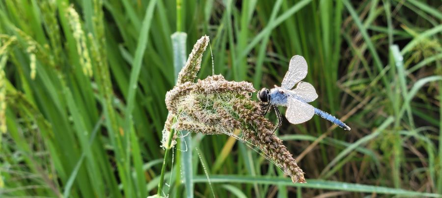 귀농하여 성공한 사례