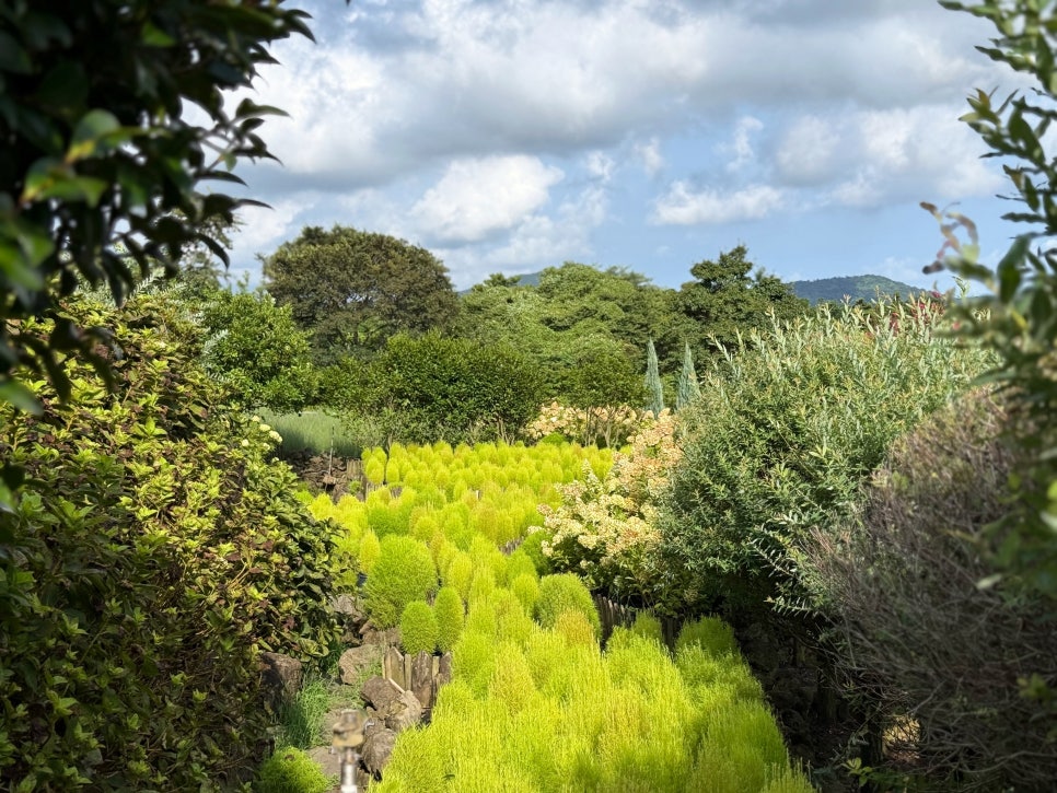 제주 핑크뮬리 명소 마노르블랑