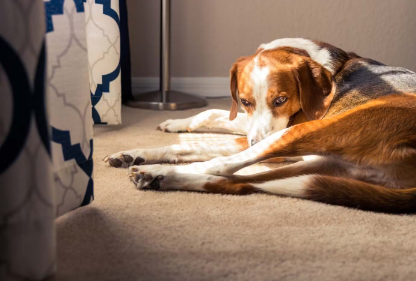 기운이 없는 개