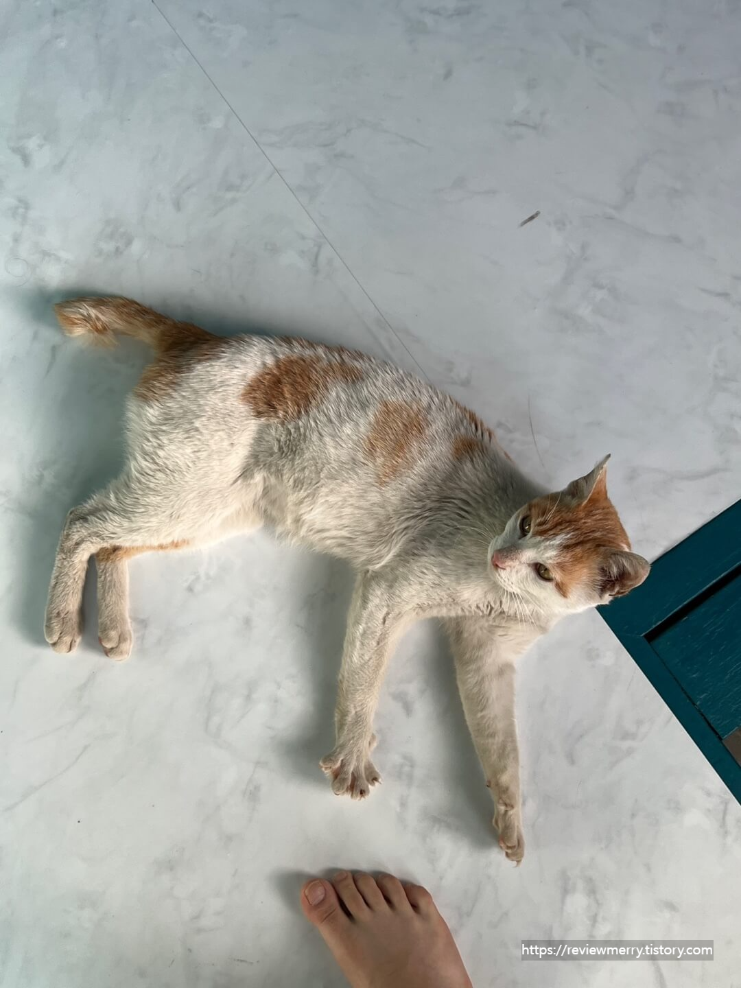 목욕 전 겨울이