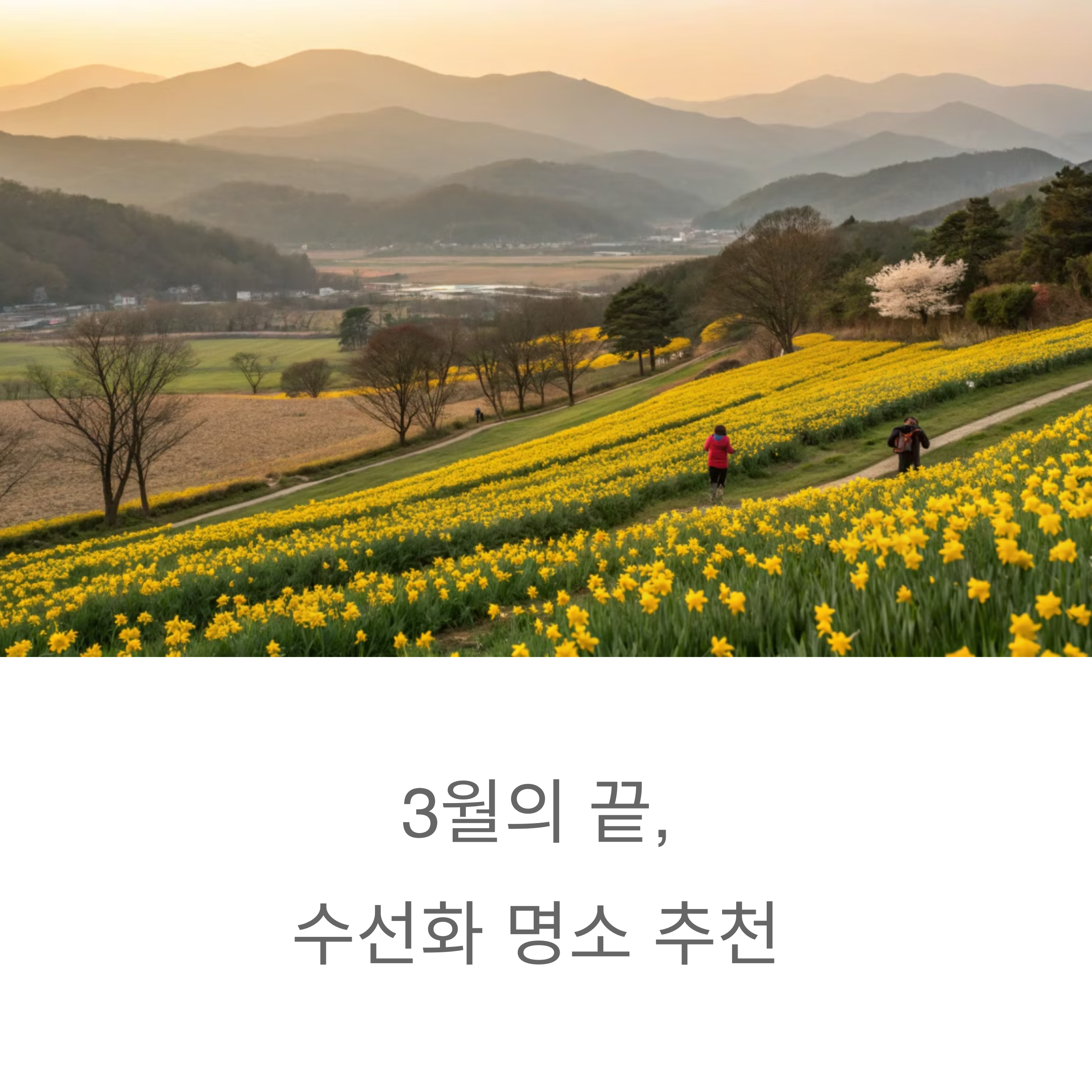 3월의 끝, 수선화 명소 추천! 은은한 향기 가득한 명소