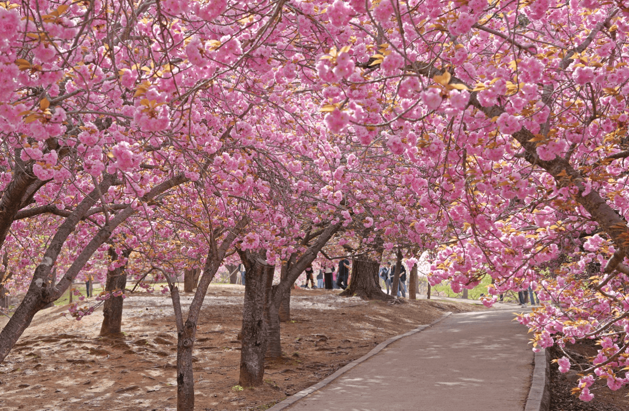 경주 벚꽃 개화시기