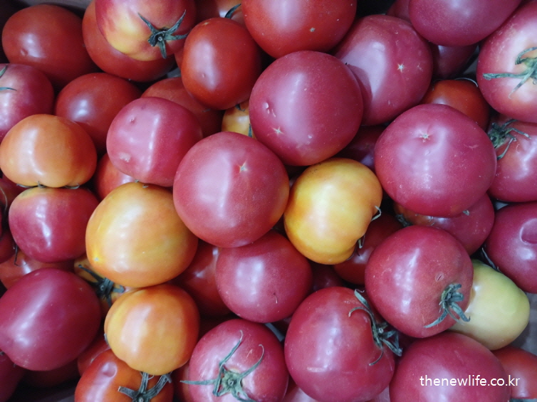 설탕 중독 증상에서 벗어나는 방법으로 여러 개의 신선한 토마토