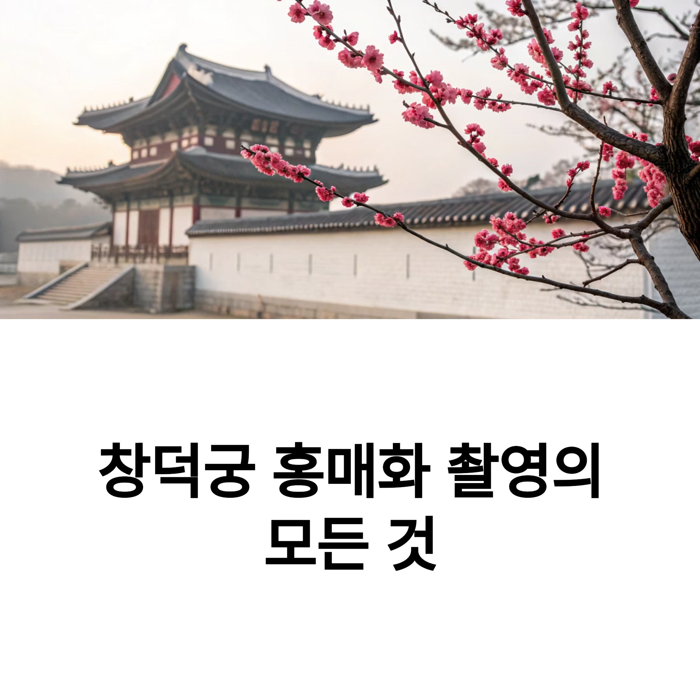 창덕궁 홍매화 시즌, 촬영 포인트 3곳 공개! 완벽 가이드