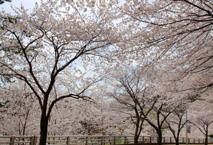 벚꽃축제 /부산 벚꽃 드라이브 코스 /숨은 벚꽃명소