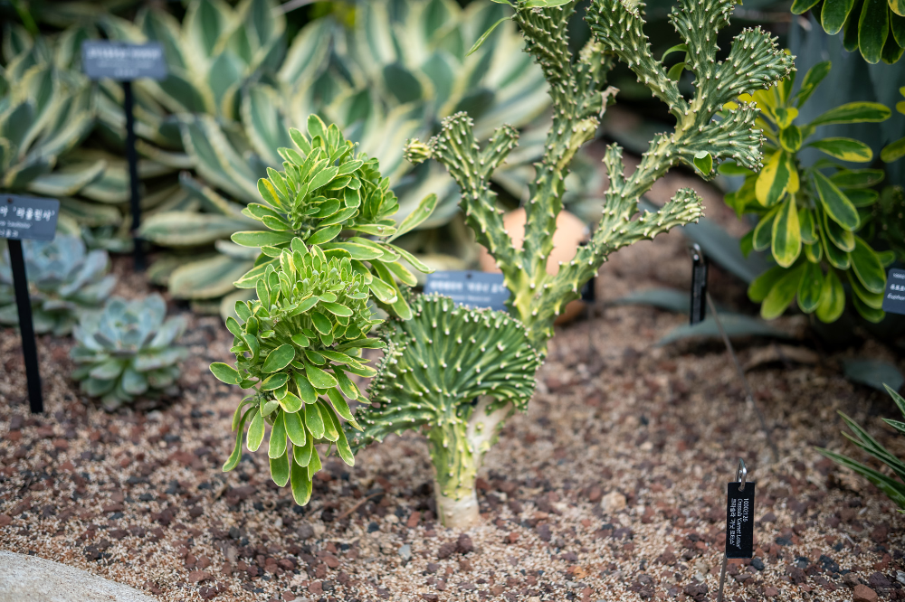 서울-식물원-내부-선인장-지중해관