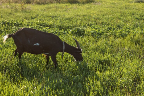 흑염소 효능 부작용 효과적인 복용법