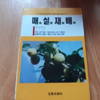 매실 재배 적과 타이밍 병충해 방제 수확 저장_2