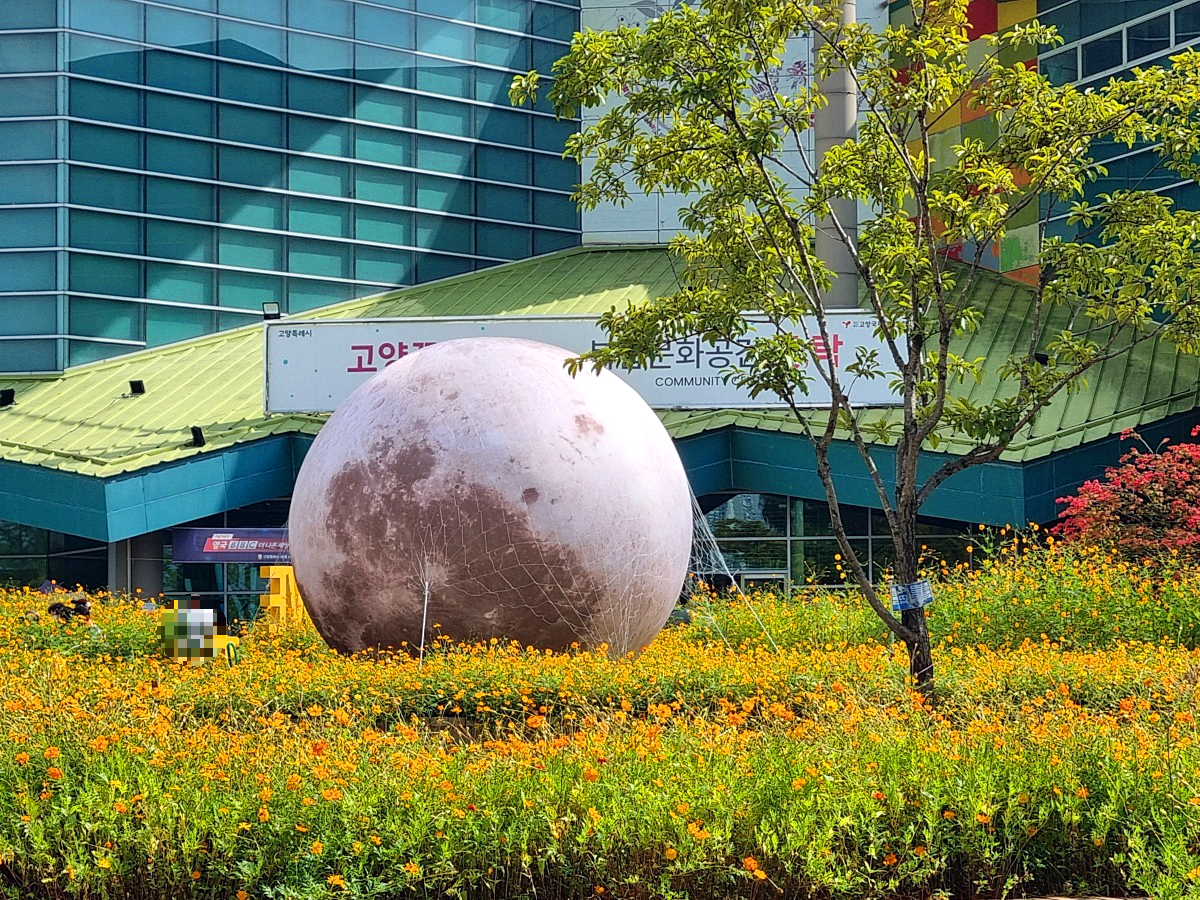 서울 근교 가을꽃 만발한, 경기도 고양시 강매석교공원 창릉천 코스모스축제