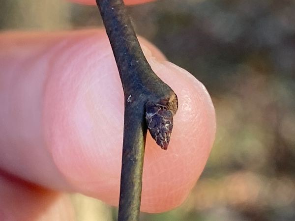 자작나무 겨울눈