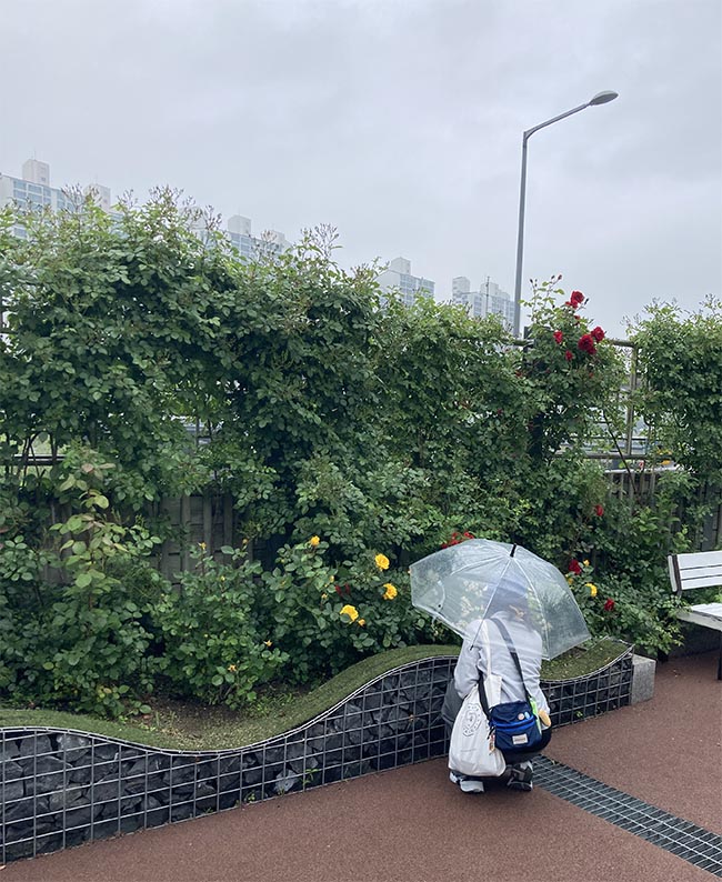 중랑장미공원
