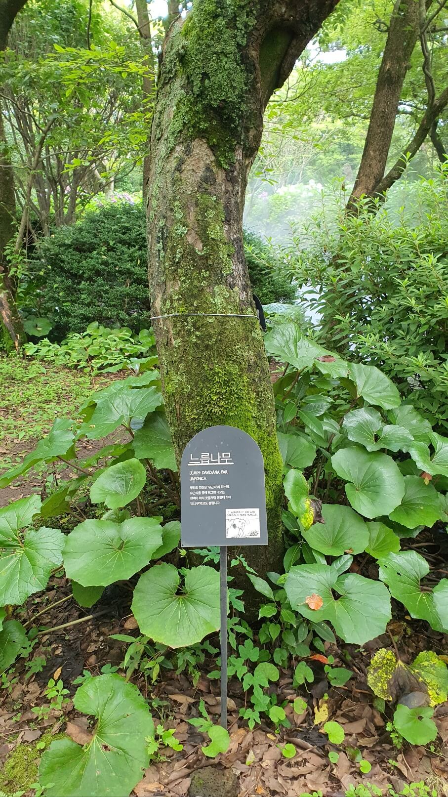 스누피가든-실외사진-느릅나무