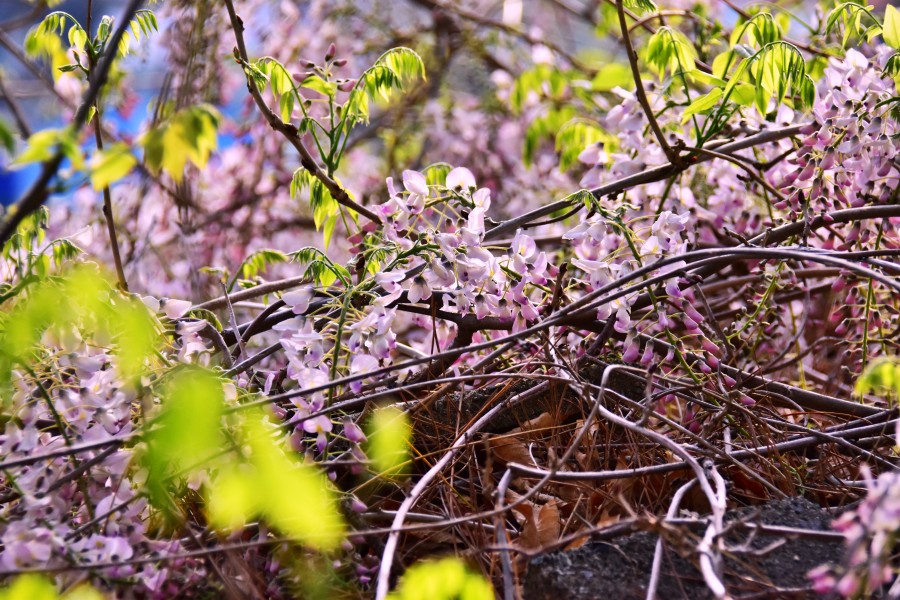 가야동 산동네 등나무꽃