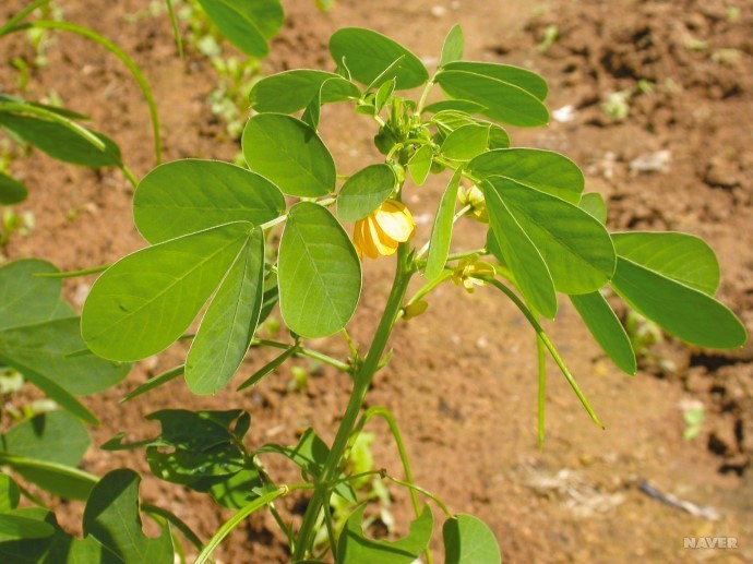 결명자