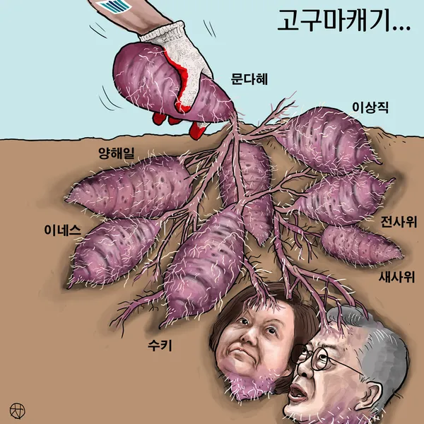 고구마캐는시기 딱 3가지 신호만 보세요 보관법까지 총정리로_3