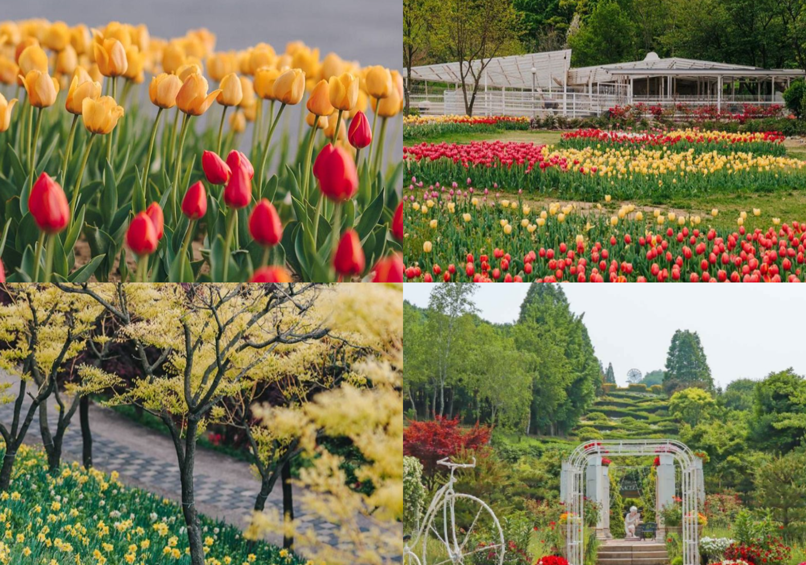 피나클랜드 수선화 튤립 축제