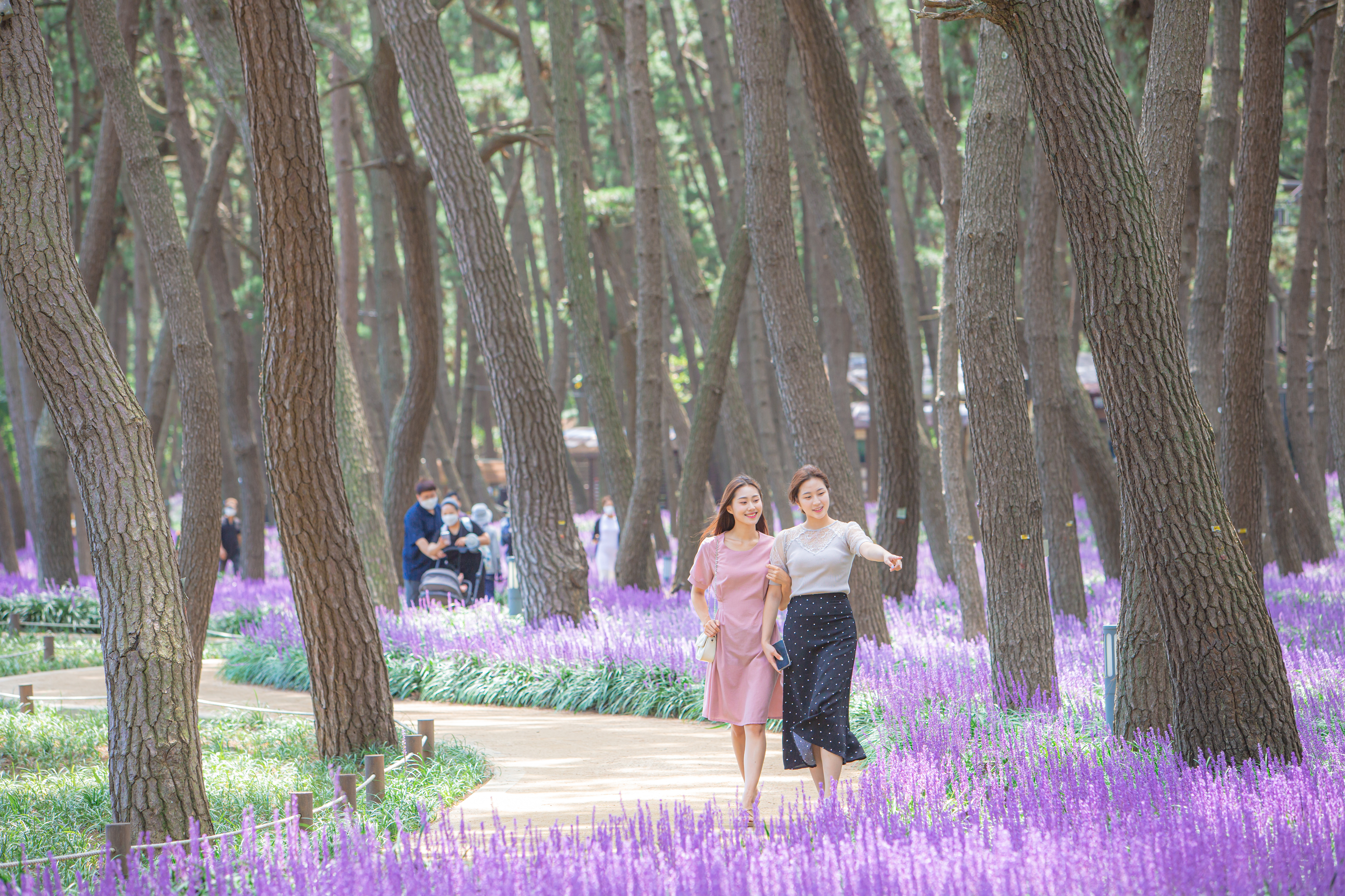 2024 장항 맥문동 꽃 축제