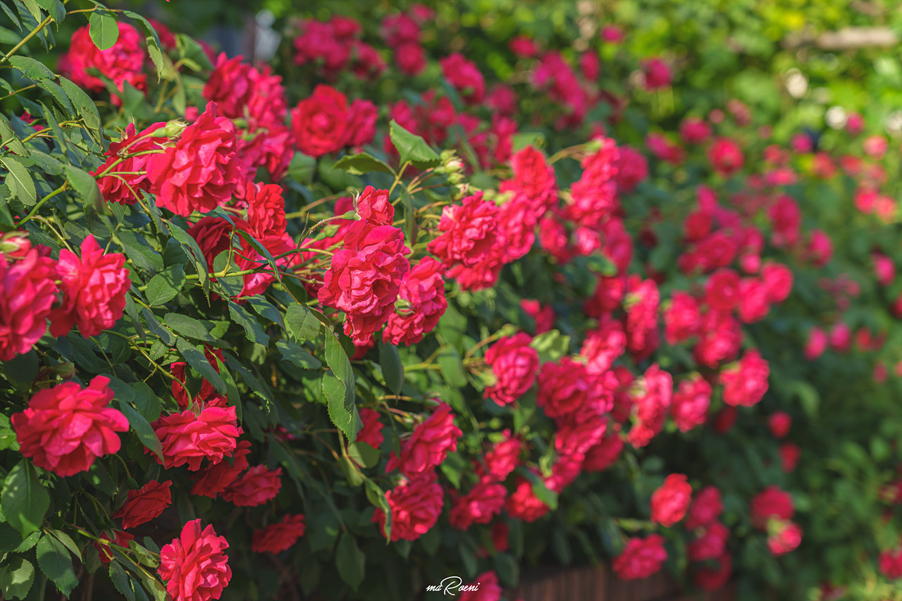 백만송이장미원