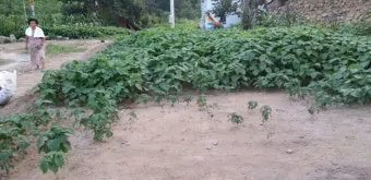 들깨 재배 직파 재배 병충해 관리 질소 과다 주의_12