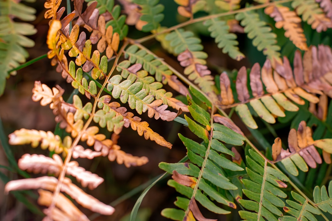 Dried fern.