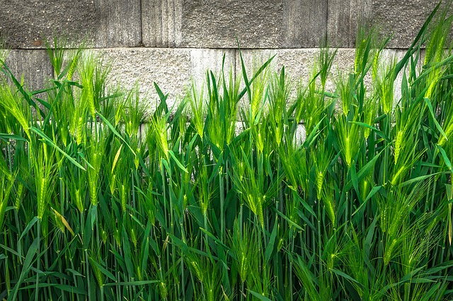 2022년 청년 농업인 영농정착지원금 신청 방법 영농정착 지원 사업 내용2