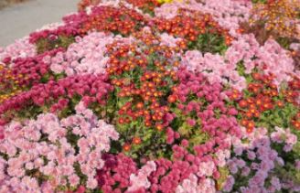 출처: 아침고요수목원 국화전시회 축제 이벤트