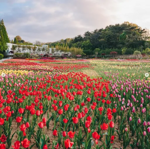 피나클랜드 불꽃축제 튤립 수선화 축제 1