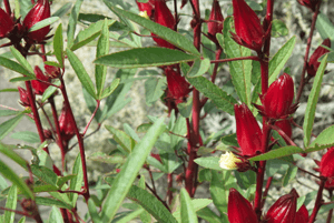 히비스커스의 효능06