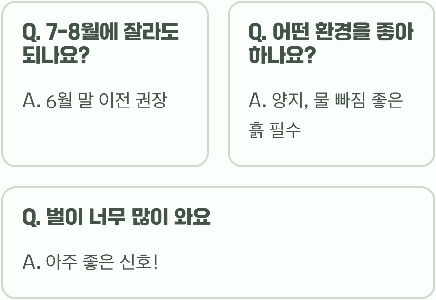 층꽃나무 쓰러짐 방지&amp;#44; &amp;#39;순지르기&amp;#39; 하나로 해결!