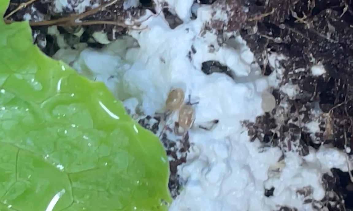 달팽이키우기-달팽이알부화