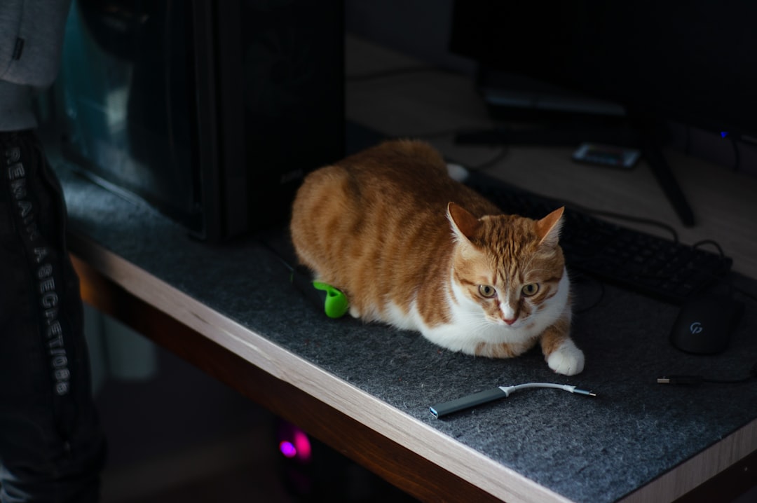 'Assistant'