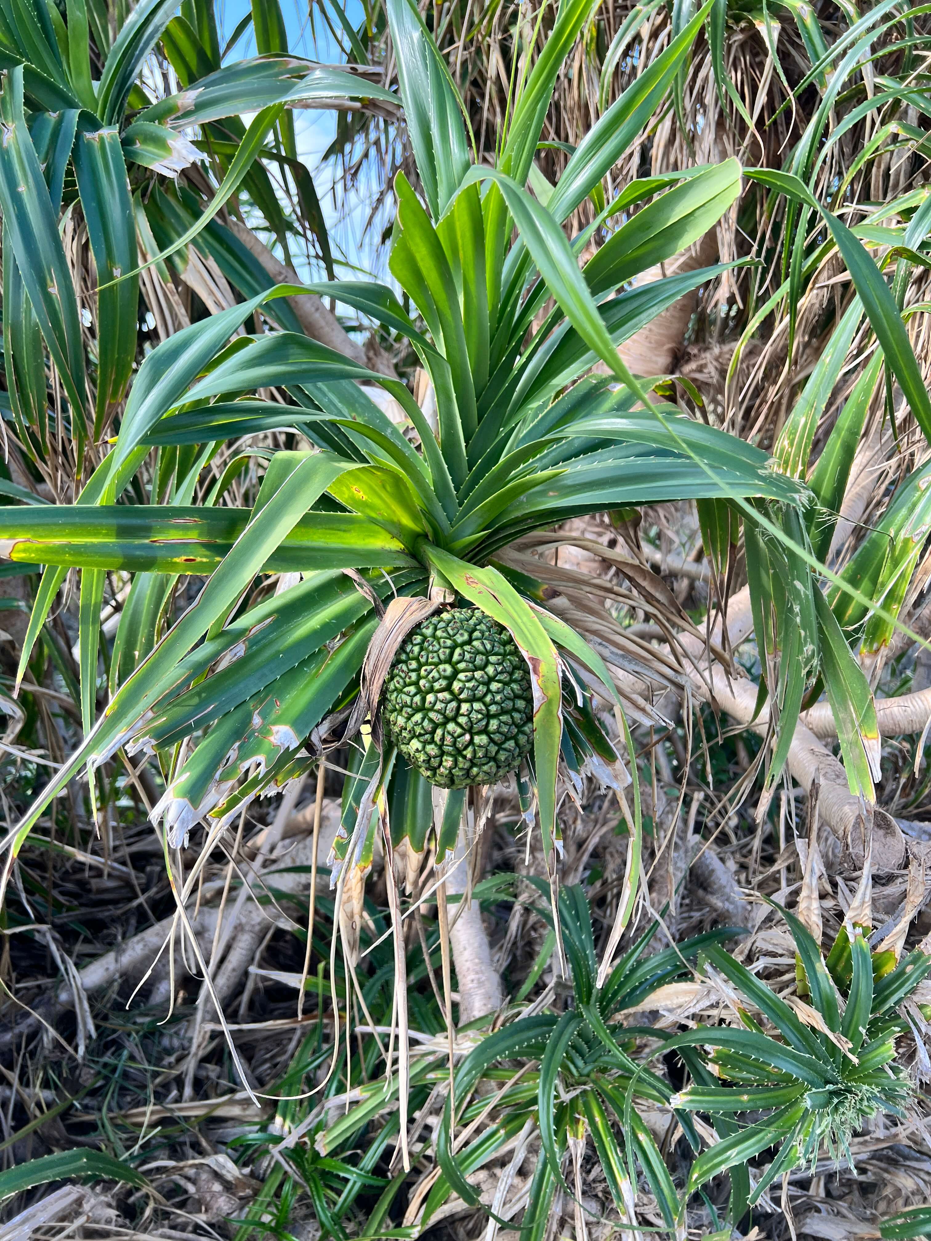 오키나와 1월 날씨