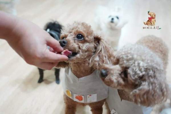 서울 강아지 유치원 비용