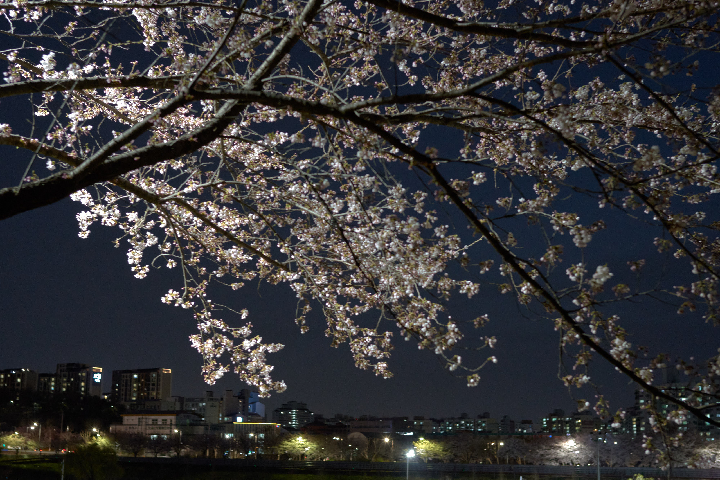 2024년 야간에 찍은 안양천 벚꽃