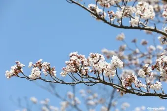 제주 벚꽃 명소 추천 아무도 모르는 명소_6