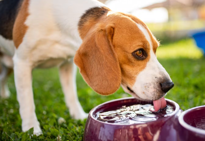 물 마시는 강아지