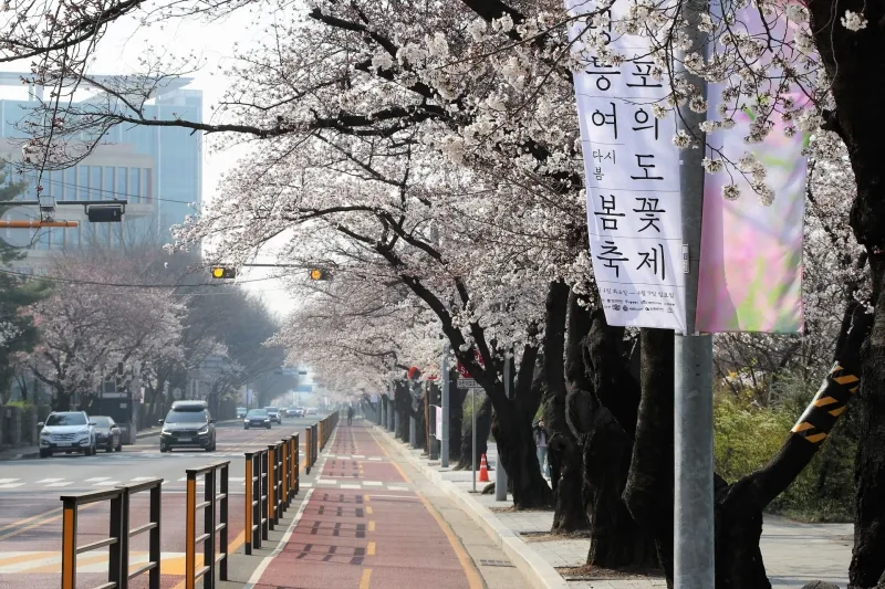 2024년 벚꽃 개화시기 및 벚꽃 명소 BSET 10