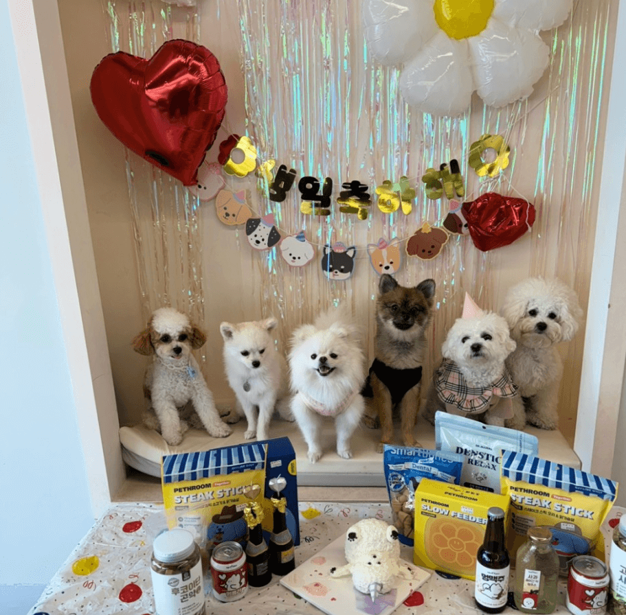 생일 파티하고 있는 강아지 사진