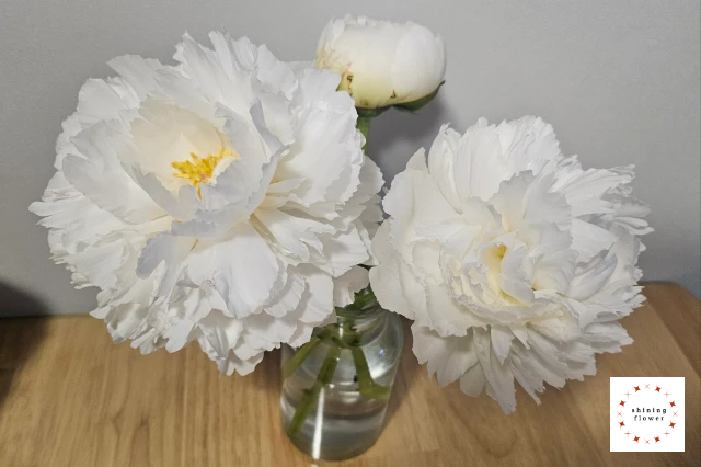 꽃님이-작약 3송이-수령 몇시간 후