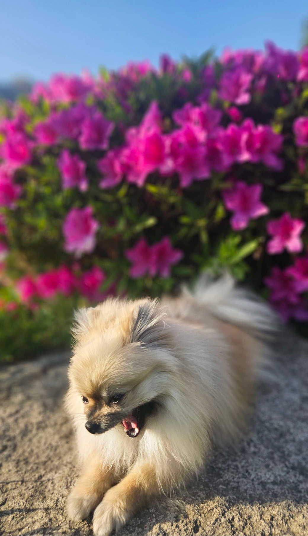 봄꽃 강아지 사진 실패작